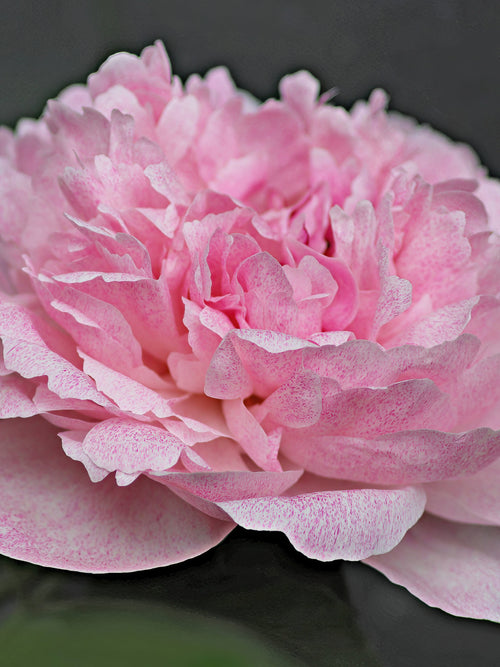 Pietertje Vriend Wagenaar Peony Bare Roots - UK Delivery