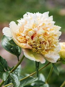 Peony Quitzin