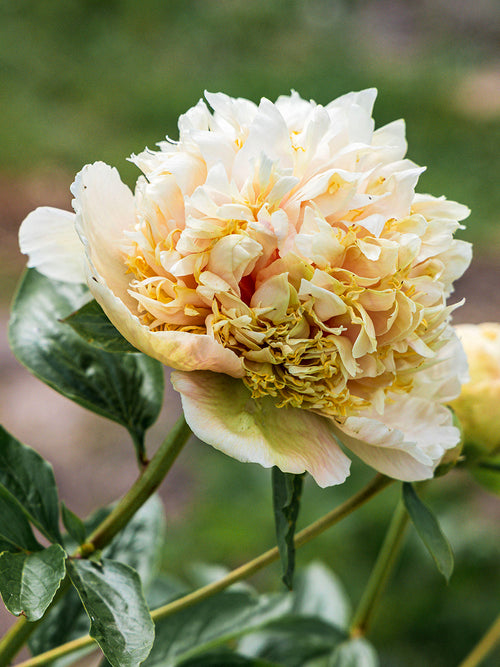 Peony ‘Quitzin’ creamy yellow bloom