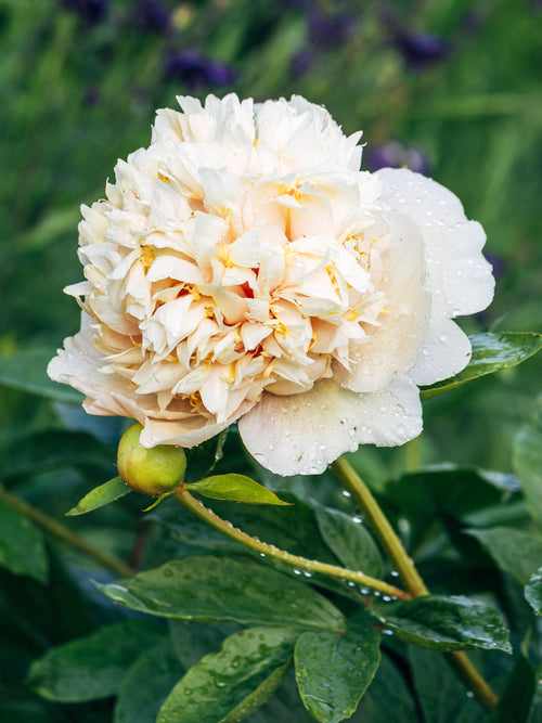 Large bomb-shaped peony flower