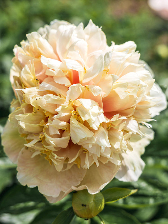Close-up of Peony ‘Quitzin’ petals