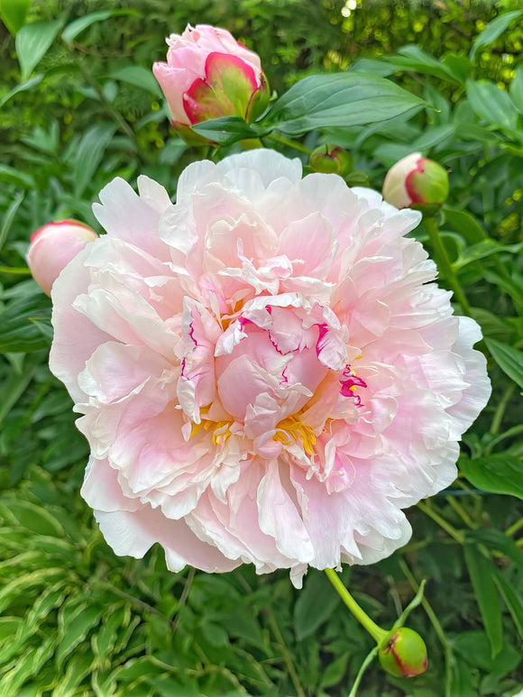 Peony Bare roots Peony Roots Raspberry Sundae