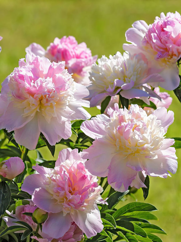 Peony Bare roots Peony Roots Raspberry Sundae