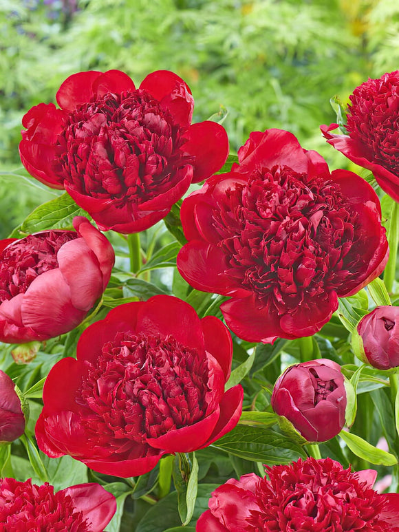 Peony Roots Red Charm - UK Shipping
