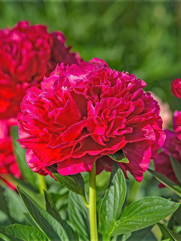 Buy Peonies Red Charm bare roots for UK shipping