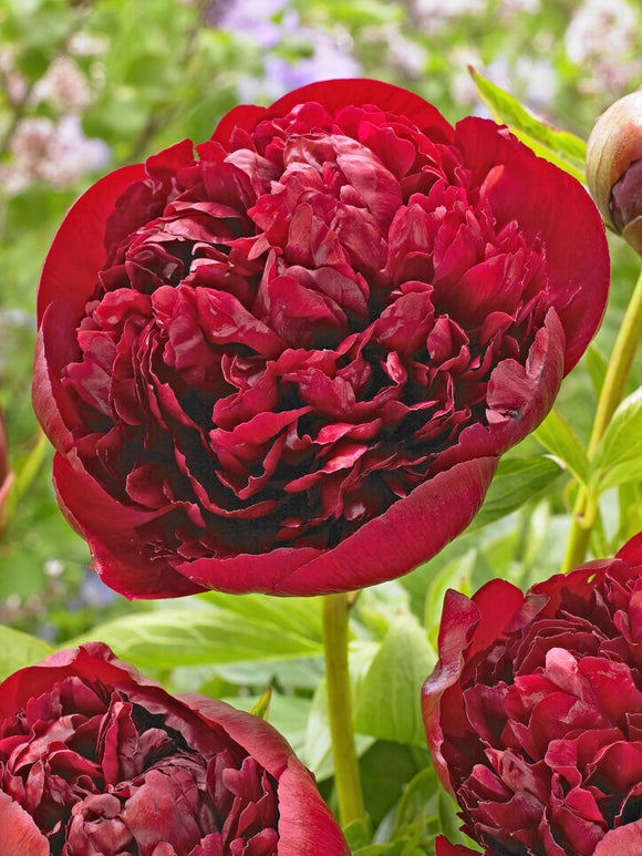 Peony Red Grace Bare Roots