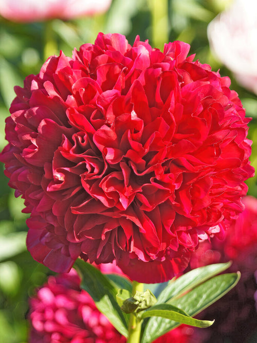 Peony Red Grace - UK Delivery