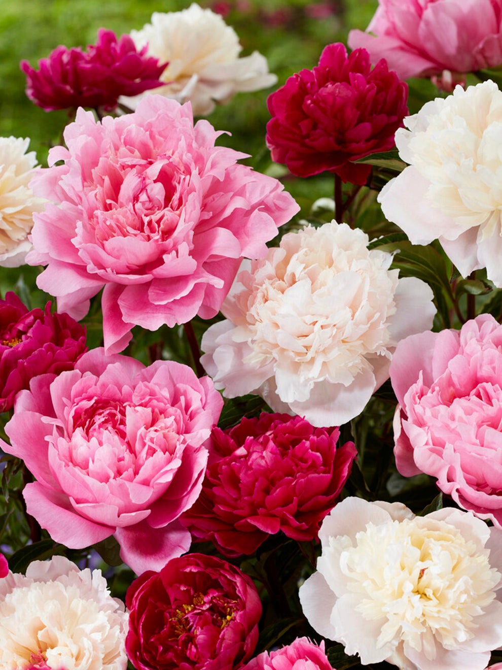 Peony 'Rosette Collection' | Peony Bare Roots | DutchGrown™