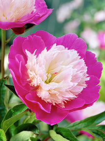 Peony Santa Fe