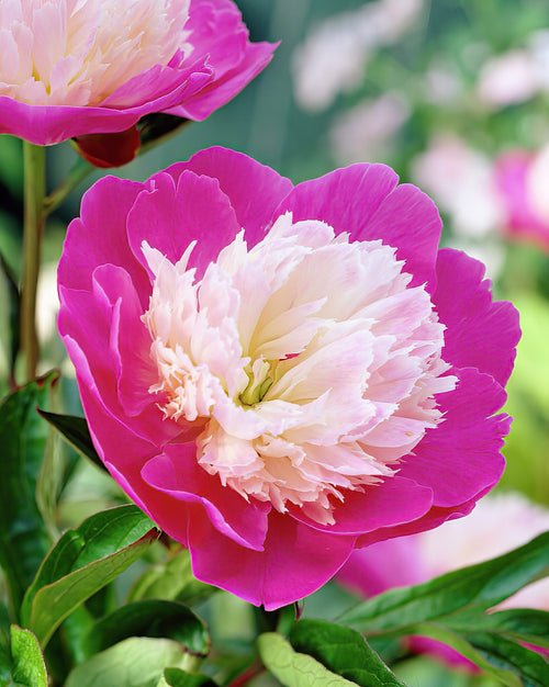 Buy peony bare root bulbs - Peony Santa Fe