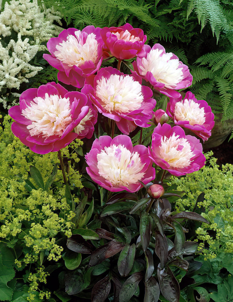 Gypsophila paniculata Rose (Pink Baby's Breath)