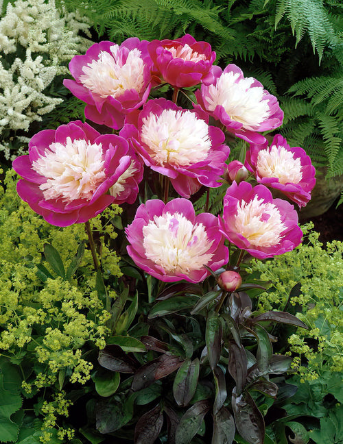 Bare root peonies - Santa Fe - UK Delivery