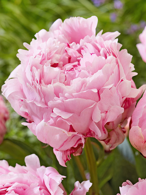 Peony Roots Sarah Bernhardt - UK Shipping