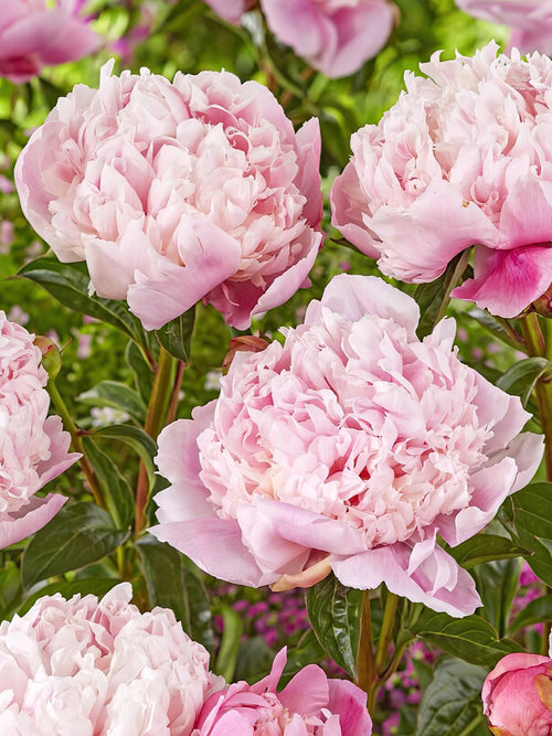 Peony Shirley Temple bare roots - UK Delivery