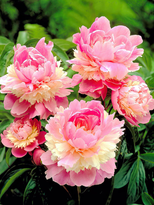 Peony Sorbet 