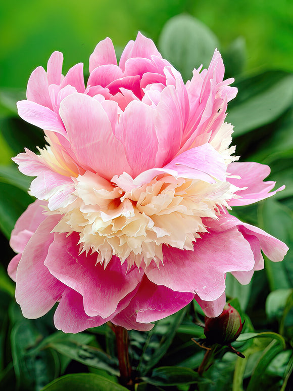 Buy Peony roots sorbet for UK delivery