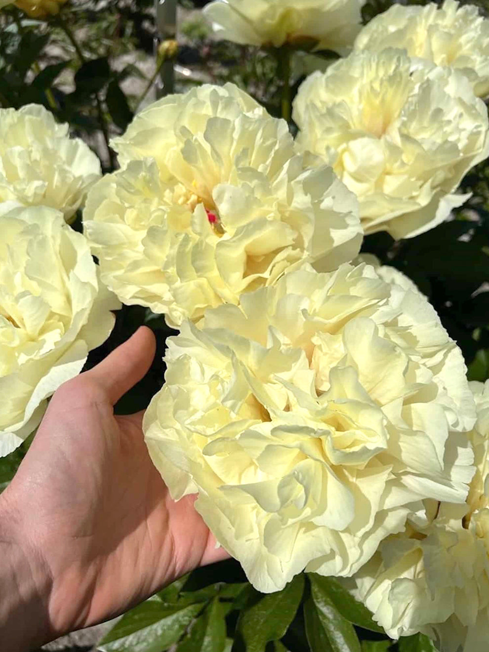 Peony Roots 'Vanilla Schnapps ' | DutchGrown™ UK Peony Roots 'Vanilla Schnapps ' | DutchGrown™ UK