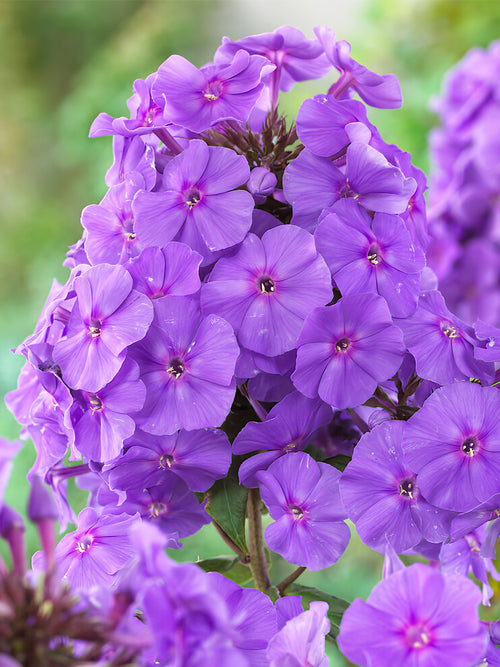 Phlox Amethyst Bare Roots