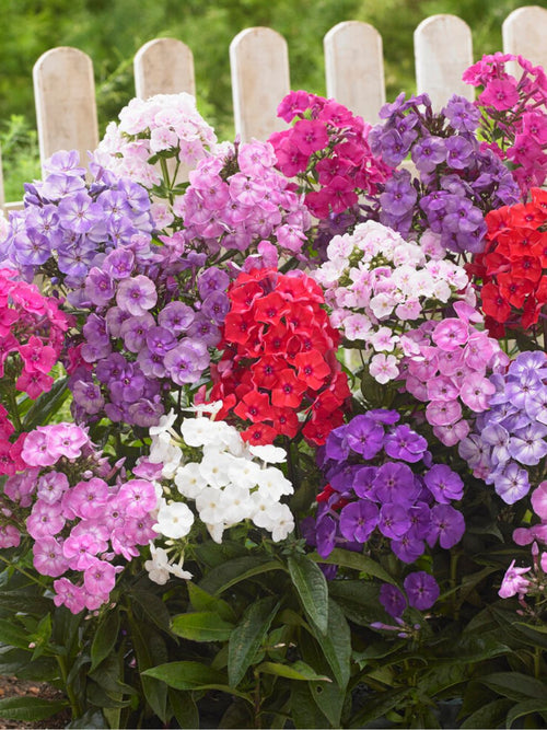 Mixed colour Phlox bare roots for spring shipping to the UK