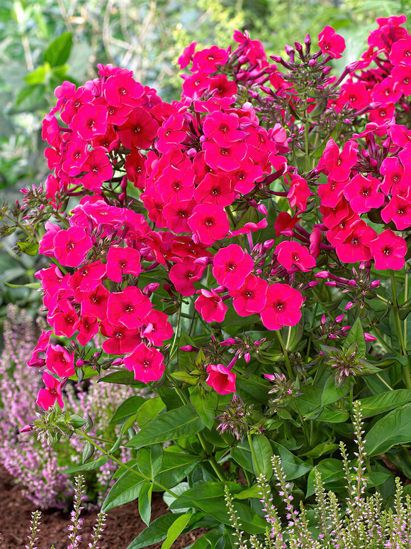 Phlox Red Riding Hood Bare Roots 