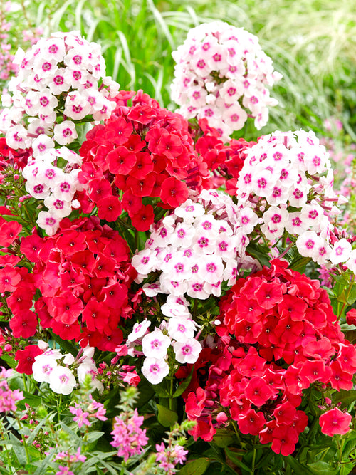 Phlox Strawberry Cake Collection - Bare Root Phlox for Spring Planting