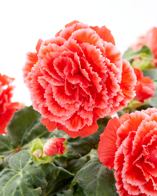 Picotee Lace Red Begonia Tubers