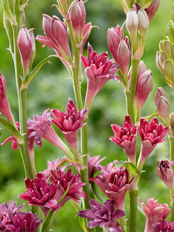 Tuberose NCYU LOVE (Polianthes)