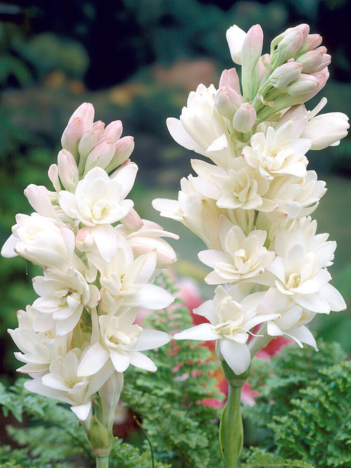 Tuberose 'The Pearl'