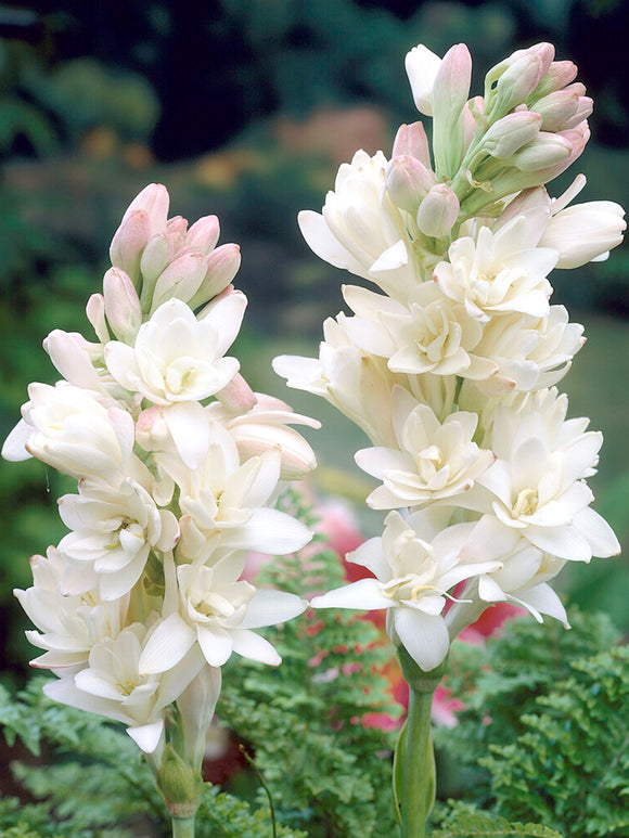 Tuberose 'The Pearl'