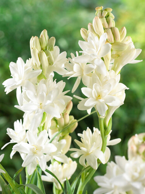 Tuberose 'The Pearl'