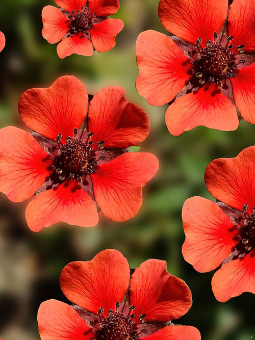 Buy Potentilla Monarch Velvet (Cinquefoil) UK