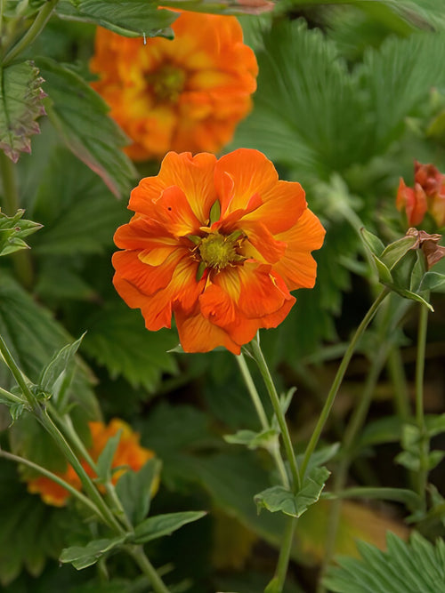 Potentilla William Rollison (Cinquefoil) Bare Roots UK