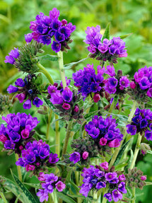 Pulmonaria EB Anderson (Lungwort)