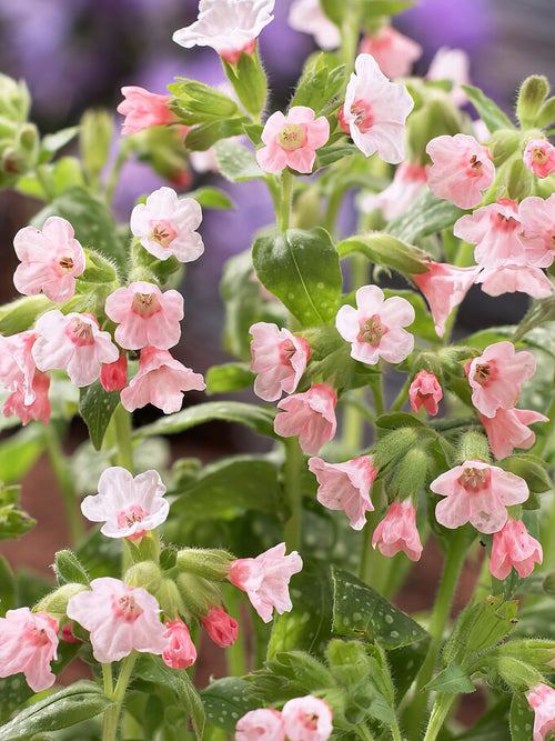 Pulmonaria Piere's Pure Pink (Lungwort)