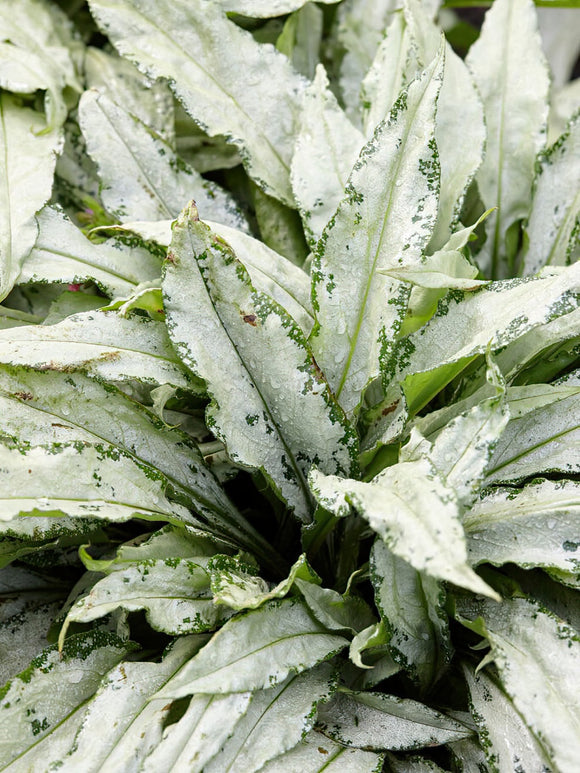 Bare Roots Pulmonaria Silver Bouquet (Lungwort)