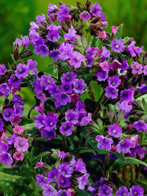 Pulmonaria Smokey Blue (Lungwort) Bare Roots