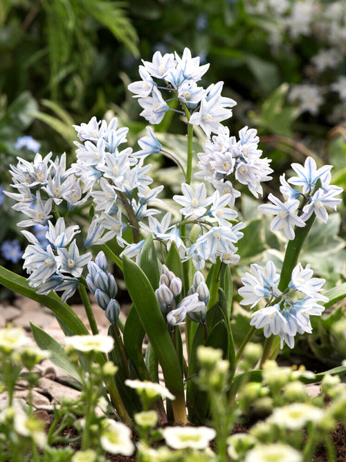 Puschkinia Libanotica Flower Bulbs UK