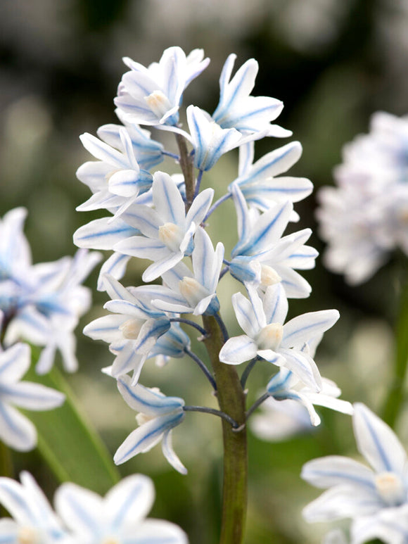 Striped Squill bulbs