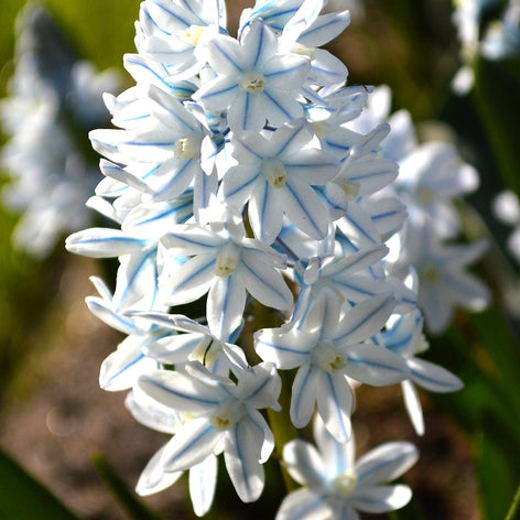 Puschkinia (Striped Squill) Puschkinia Libanotica bulbs