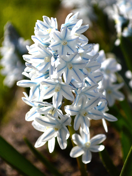 Puschkinia Libanotica Bulbs (Striped Squill) | DutchGrown™ UK