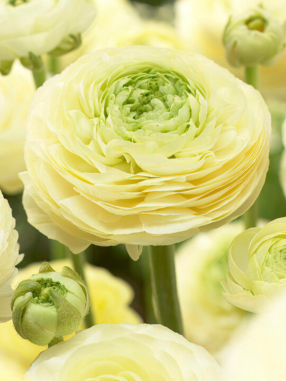 Buy Ranunculus corms and bulbs 'Amandine Cream' | DutchGrown™ UK