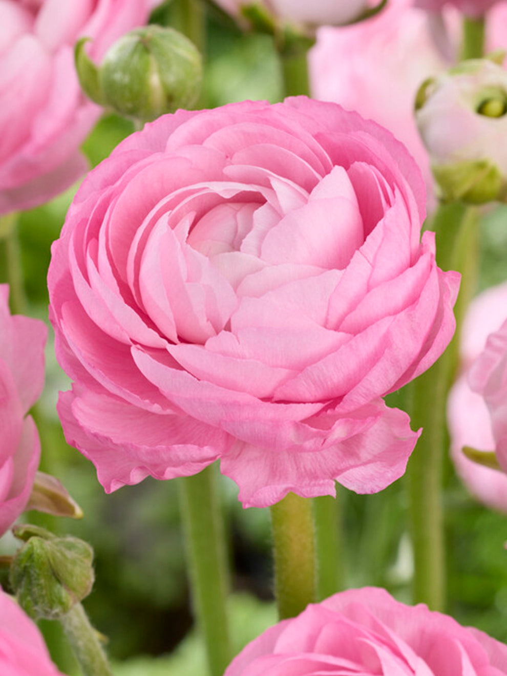 One Ranunculus Buy Ranunculus corms and bulbs 'Amandine Marshmallow' | DutchGrown™ UK