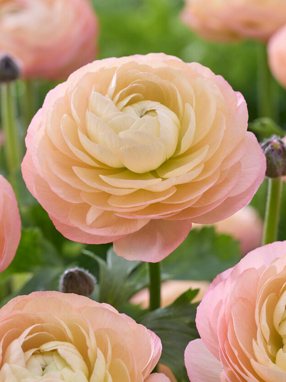 Pink Ranunculus Detail Buy Ranunculus corms and bulbs 'Amandine Pastel Pink' | DutchGrown™ UK