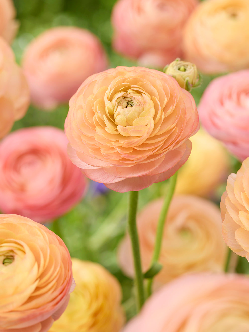 Peach Ranunuculus Ranunculus Amandine Peach Salmon | Corms for Autumn Planting ...