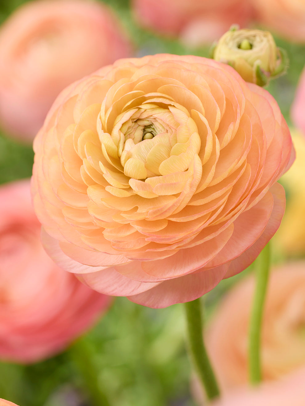 Ranunculus Amandine Peach Salmon | Corms for Autumn Planting ...