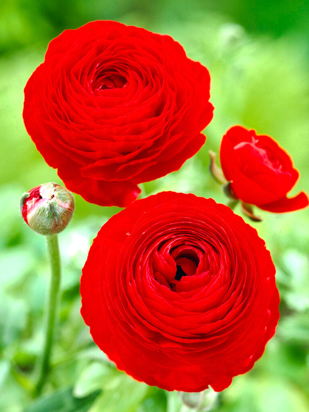 Closed Ranunculus Buy Ranunculus corms and bulbs 'Amandine Red' | DutchGrown™ UK