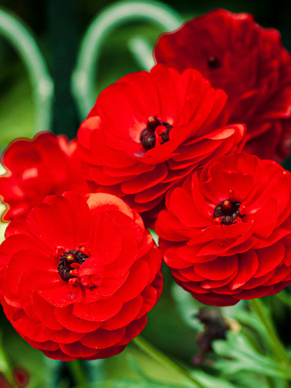 Buy Ranunculus Amandine Scarlet