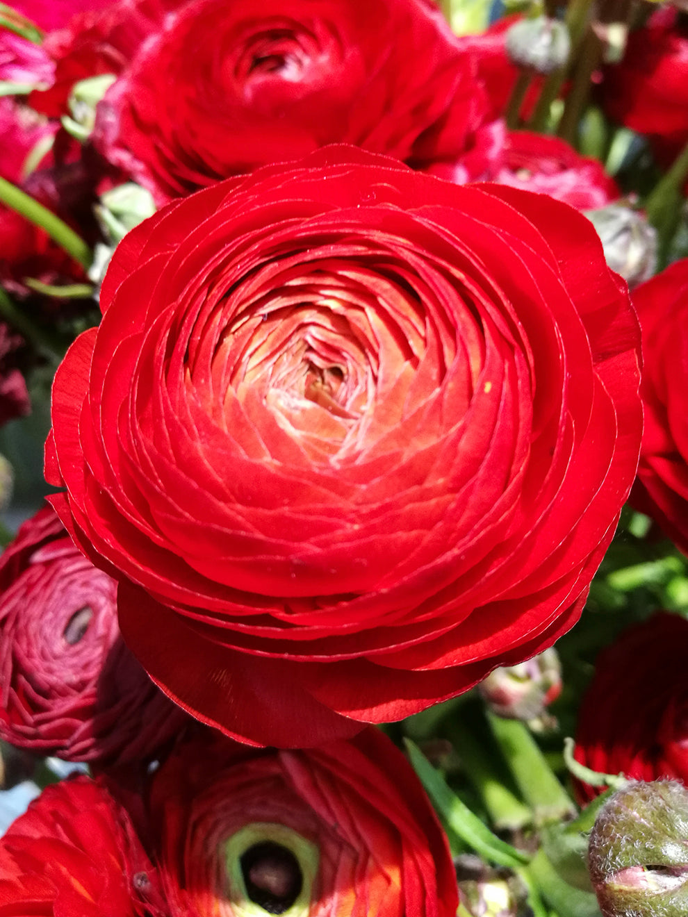 Buy Ranunculus corms and bulbs 'Amandine Scarlet' | DutchGrown™ UK