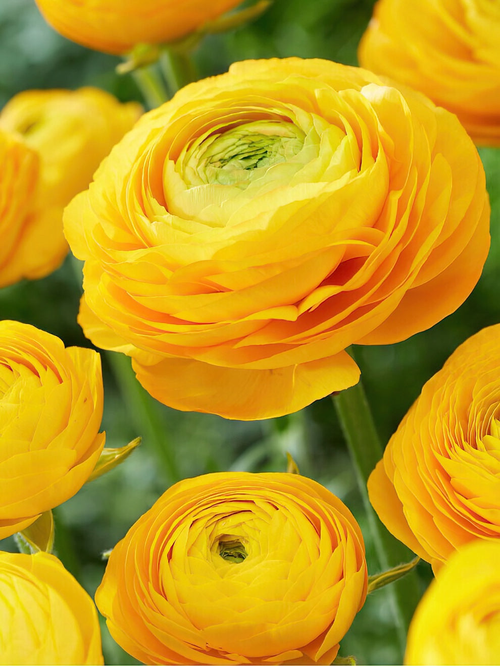One Ranunculus Buy Ranunculus corms and bulbs 'Amandine Yellow' | DutchGrown™ UK