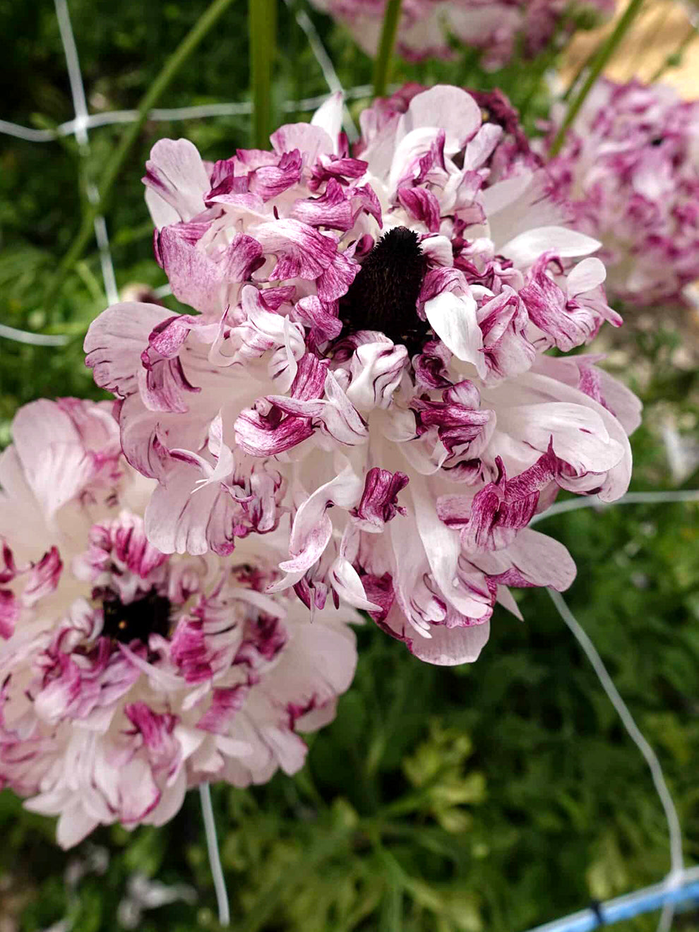 Seti Ranunculus Ranunculus Brushmark Seti | DutchGrown™ | Unique Ranunculus Bulbs
